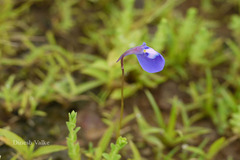 Utricularia purpurascens